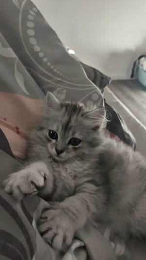   Zwei langhaarige Perser-Kitten mit süßer Stupsnase   1x männlich, 1x weiblich  