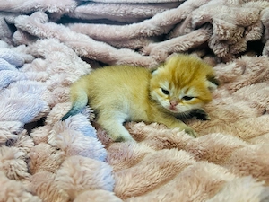 Goldene BKH Kitten Chinchila mit Stammbaum München