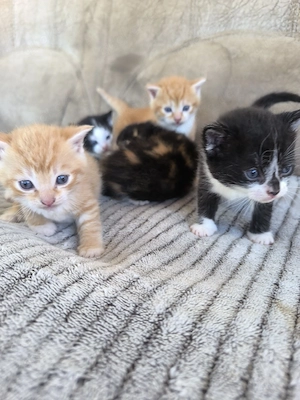 Katzen Babys zu verkaufen 