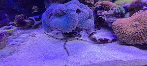 Lobophyllia corymbosa Großpolypige Steinkoralle korallen meerwasser 