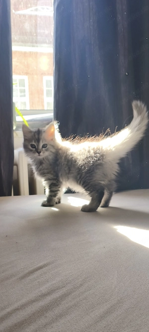   Zwei langhaarige Perser-Kitten mit süßer Stupsnase   1x männlich, 1x weiblich   Bild 2