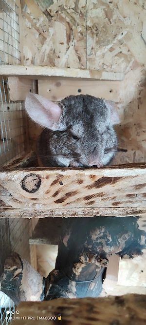 2 Chinchillas  sind ca. 3 Jahre an