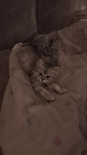   Zwei langhaarige Perser-Kitten mit süßer Stupsnase   1x männlich, 1x weiblich   Bild 4