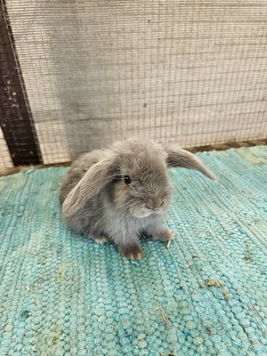Minilop Zwergwidder Kaninchen Babys