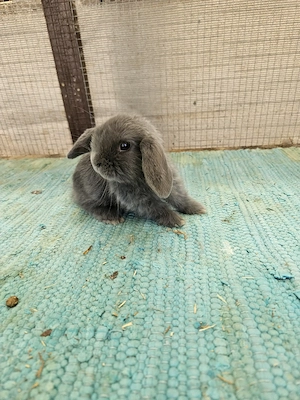 Minilop Zwergwidder Kaninchen Babys