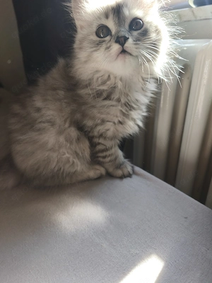   Zwei langhaarige Perser-Kitten mit süßer Stupsnase   1x männlich, 1x weiblich   Bild 3
