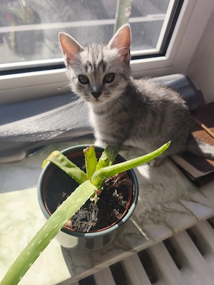   Zwei zauberhafte Heilige-Birma-Mix Kitten suchen ein liebevolles Zuhause   350   pro Kitten   Bild 2