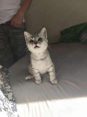   Zwei zauberhafte Heilige-Birma-Mix Kitten suchen ein liebevolles Zuhause   350   pro Kitten   Bild 3