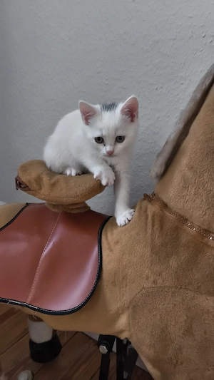  Zwei zauberhafte Heilige-Birma-Mix Kitten suchen ein liebevolles Zuhause   350   pro Kitten   Bild 4