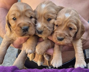 Süsse Englische Cockerspaniel Welpen  m  w