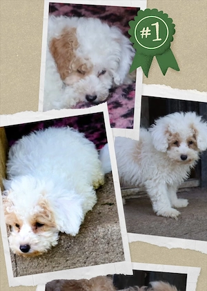 Zwerg Toy Pudel ,wie Malti Poo ,Welpen ab sofort, deutsche Zucht 