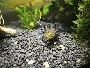 junge Axolotl abzugeben  Bild 3