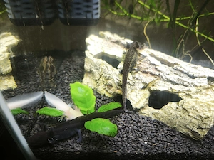 junge Axolotl abzugeben  Bild 2