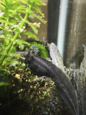 junge Axolotl abzugeben  Bild 4