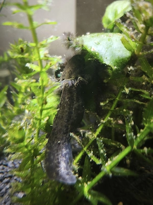 junge Axolotl abzugeben  Bild 5