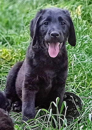 Labradoodle Welpen F1 schwarz mit Ahnentafel bereit für ihre neuen Lieblingsmenschen