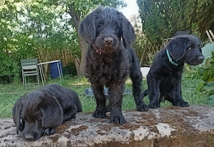 Labradoodle Welpen F1 schwarz mit Ahnentafel bereit für ihre neuen Lieblingsmenschen Bild 2