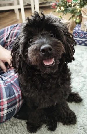 Maltipoo Mädchen Pudelmischling 8 Monate alt