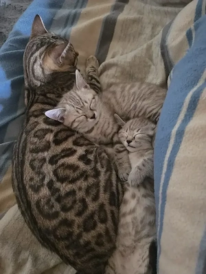 Bengal-BKH Mix Kitten sucht noch ein schönes Zuhause 