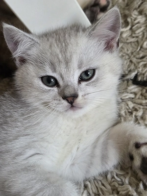 3 süße bkh kater  Bild 4
