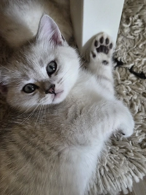 3 süße bkh kater  Bild 5
