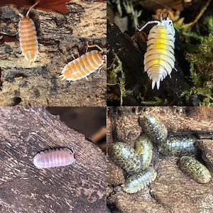 Asseln Isopods Cubaris   Porcellio  Ardentiella pastel - ember bee   Filipinodillo dingalan giants