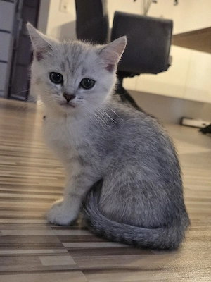 3 süße bkh kater  Bild 6