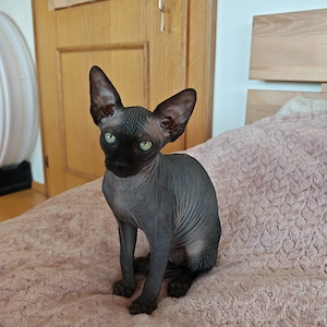 Canadian Sphynx baby Mädchen 