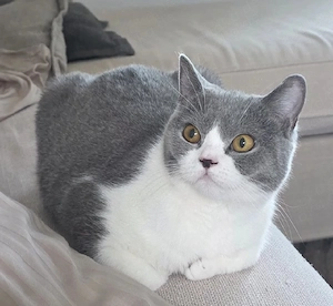 BKH Katzendame in grau weiß
