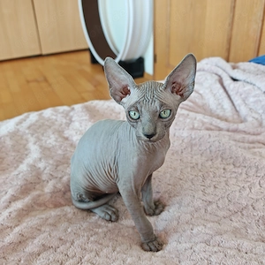 Lila Canadian Sphynx-Kitten 