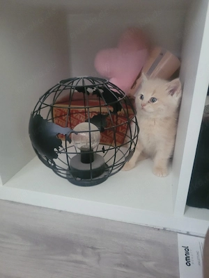 Baby Katze