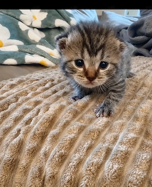 zauberhafte BKH Kitten 