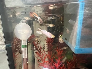 Guppy Fische in super schönen farben   