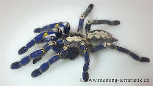Poecilotheria metallica, Blaue Ornamentvogelspinne, ca. 1,5 cm Körperlänge