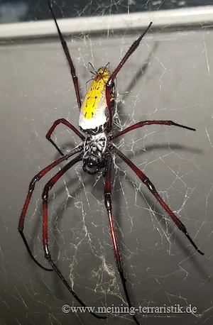 0.1 Nephila, Seidenspinne, ca. 1,5 cm Körperlänge