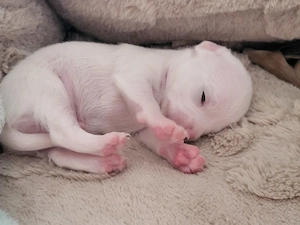 Bezaubernde Chihuahua Welpen kurzhaar klein
