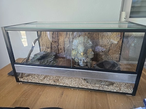 Terrarium mit 2 Kornattern abzugeben !