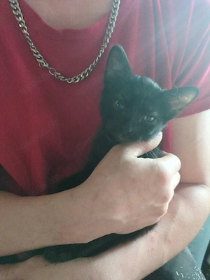 Diese süßen kleinen kitten suchen ein neus und liebevolles zuhause