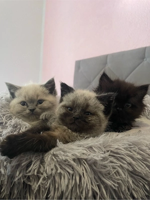 BKH, BLH kitten 