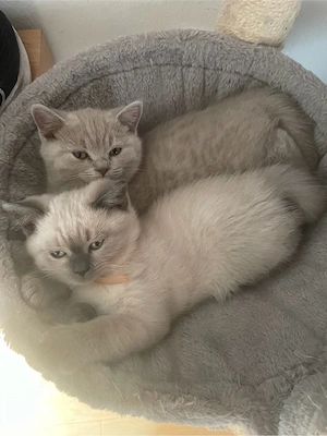 süße BKH-Kitten abzugeben   