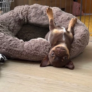 Chihuahua Rüde Tan brown 
