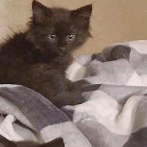 Kleiner Maine Coon Mix Kater abzugeben