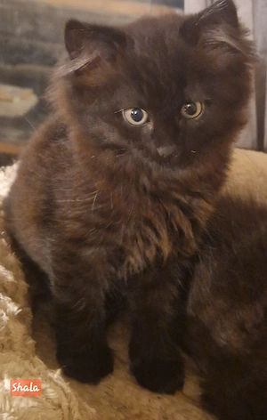 Maine Coon Mix Kater abzugeben