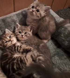 Perser BKH Kitten 