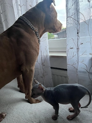 Wir verkaufen sphynx
