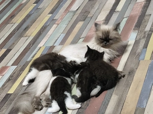 Heilige Birma Waldkatzen Mix Babys