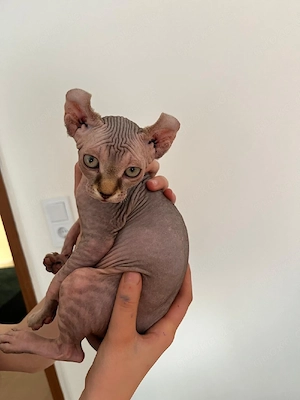 sphynx katzen suchen ein zuhause