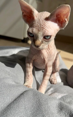Sphynx-Kätzchen