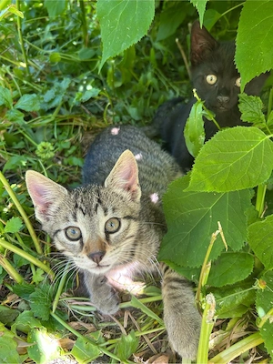 Babykatzen Katzenbabys Kitten Bild 3