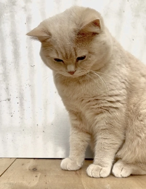Deckkater BKH, reinrassig 